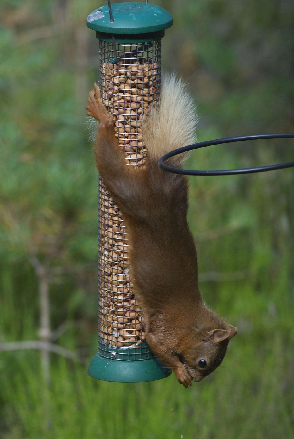 Scoiattolo rosso dalla coda dorata